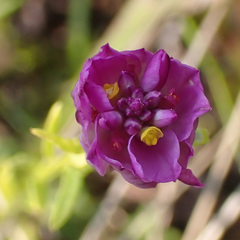 Polygala sanguinea
