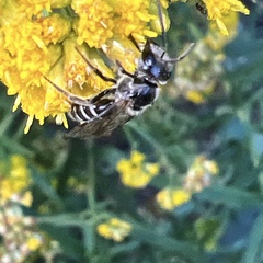 Lasioglossum coriaceum