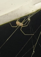 Spermophora senoculata