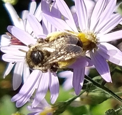 Melissodes druriellus