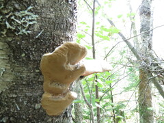 Fomitopsis durescens