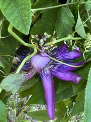 Passiflora × kewensis