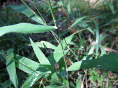 Dichanthelium latifolium