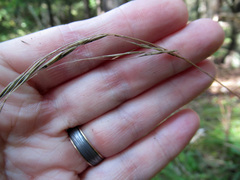 Dichanthelium latifolium