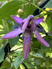 Passiflora × kewensis