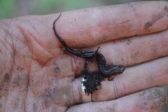 Desmognathus orestes