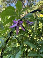 Passiflora × kewensis