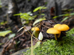 Pluteus chrysophlebius