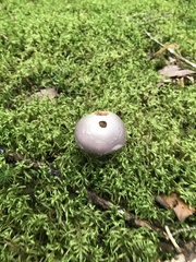 Cortinarius traganus