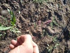 Persicaria maculosa