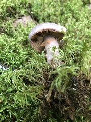 Cortinarius traganus