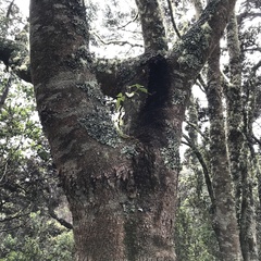 Cheirodendron trigynum