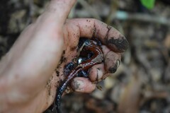 Plethodon yonahlossee