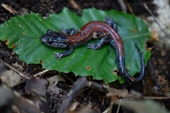 Plethodon yonahlossee