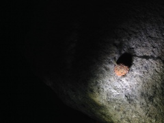 Maclura tricuspidata