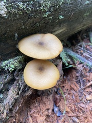 Tricholomopsis