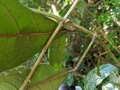 Turpinia formosana