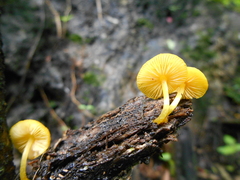 Pluteus chrysophlebius