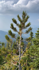 Pinus albicaulis