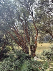 Polylepis