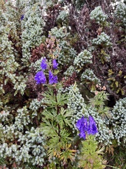 Aconitum fukutomei
