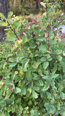 Amelanchier