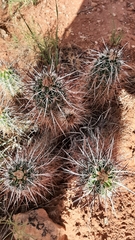 Echinocereus engelmannii engelmannii