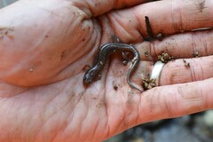 Desmognathus orestes