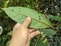 Turpinia formosana