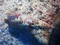 Rhinoclavis sinensis