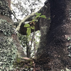 Cheirodendron trigynum