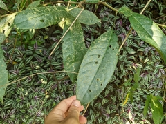Turpinia formosana