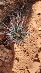 Echinocereus engelmannii engelmannii