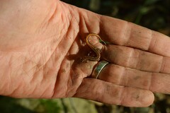 Desmognathus orestes