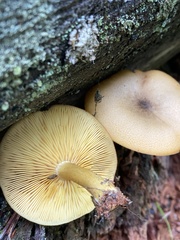 Tricholomopsis