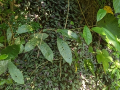 Turpinia formosana