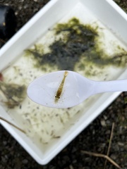 Paratya curvirostris