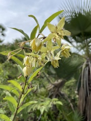 Asclepias auriculata