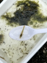 Paratya curvirostris