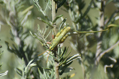 Campylacantha olivacea