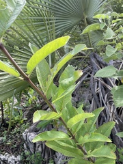 Asclepias auriculata