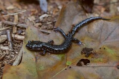 Plethodon cylindraceus