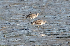 Numenius madagascariensis