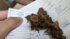 Lactarius camphoratus