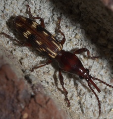 Arrhenodes minutus