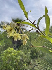 Asclepias auriculata