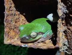 Hyla chinensis