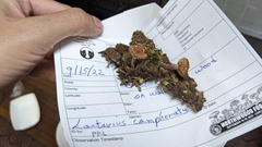 Lactarius camphoratus