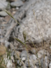 Bothriochloa barbinodis