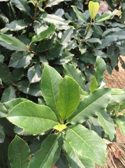 Photinia serratifolia